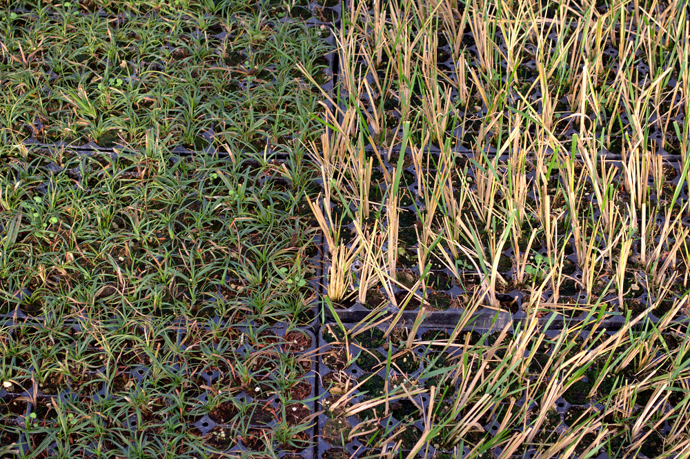 Trawy ozdobne sadzonki w multiplatach